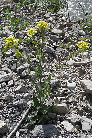 Biscutella cichoriifolia \ Wegwartenblttriges Brillenschtchen / Chicory-Leaved Buckler Mustard, F Clue de Chabrieres 12.5.2007
