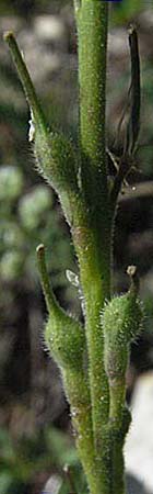 Rapistrum rugosum \ Runzliger Rapsdotter / Bastard Cabbage, F Castellane 12.5.2007