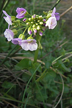 Cardamine raphanifolia \ Gro&szlig;bl&auml;ttriges Schaumkraut / Purple Bitter-Cress, Radish-Leaved Bitter-Cress, F Pyren&auml;en/Pyrenees, Eyne 14.5.2007