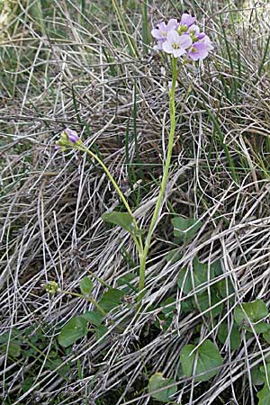 Cardamine raphanifolia \ Gro&szlig;bl&auml;ttriges Schaumkraut / Purple Bitter-Cress, Radish-Leaved Bitter-Cress, F Pyren&auml;en/Pyrenees, Eyne 14.5.2007