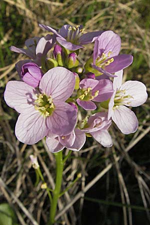 Cardamine raphanifolia \ Gro&szlig;bl&auml;ttriges Schaumkraut / Purple Bitter-Cress, Radish-Leaved Bitter-Cress, F Pyren&auml;en/Pyrenees, Eyne 14.5.2007