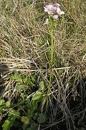 Cardamine raphanifolia \ Gro&szlig;bl&auml;ttriges Schaumkraut / Purple Bitter-Cress, Radish-Leaved Bitter-Cress, F Pyren&auml;en/Pyrenees, Eyne 14.5.2007