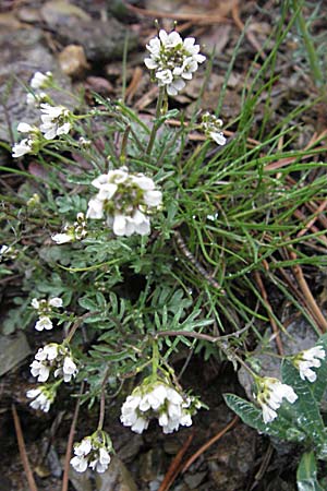 Arabidopsis arenosa \ Sand- / Sand Rock-Cress, F Pyrenäen/Pyrenees, Err 14.5.2007