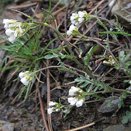 Arabidopsis arenosa \ Sand- / Sand Rock-Cress, F Pyrenäen/Pyrenees, Err 14.5.2007