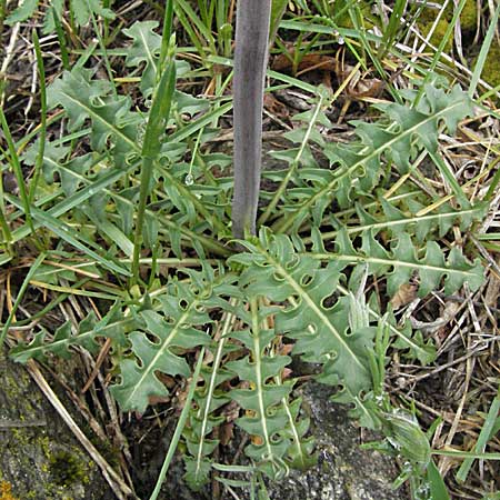 Coincya monensis subsp. cheiranthos \ Lacksenf / Wallflower Cabbage, F Pyrenäen/Pyrenees, Eyne 14.5.2007