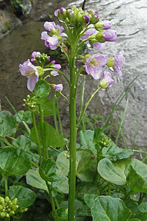Cardamine raphanifolia \ Gro&szlig;bl&auml;ttriges Schaumkraut / Purple Bitter-Cress, Radish-Leaved Bitter-Cress, F Pyren&auml;en/Pyrenees, Eyne 14.5.2007