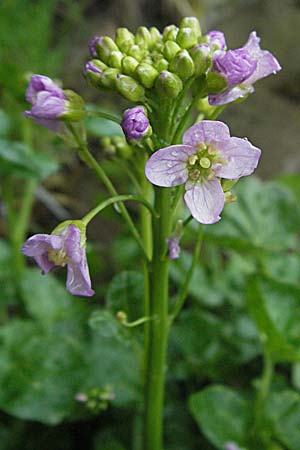 Cardamine raphanifolia \ Gro&szlig;bl&auml;ttriges Schaumkraut / Purple Bitter-Cress, Radish-Leaved Bitter-Cress, F Pyren&auml;en/Pyrenees, Eyne 14.5.2007