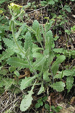 Biscutella cichoriifolia \ Wegwartenblttriges Brillenschtchen / Chicory-Leaved Buckler Mustard, F Pyrenäen/Pyrenees, Olette 14.5.2007