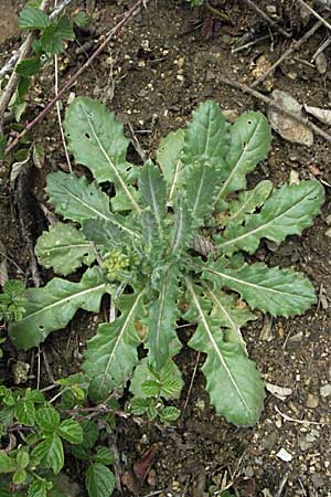 Biscutella cichoriifolia \ Wegwartenblttriges Brillenschtchen / Chicory-Leaved Buckler Mustard, F Pyrenäen/Pyrenees, Olette 14.5.2007