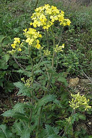 Biscutella cichoriifolia \ Wegwartenblttriges Brillenschtchen / Chicory-Leaved Buckler Mustard, F Pyrenäen/Pyrenees, Olette 14.5.2007