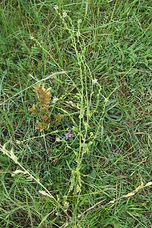 Calepina irregularis \ Wendich, Kalepine / White Ball-Mustard, F Causse du Larzac 15.5.2007