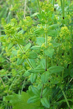Cruciata laevipes \ Gewhnliches Kreuzlabkraut / Crosswort, F Dept. Aveyron,  Tiergues 15.5.2007