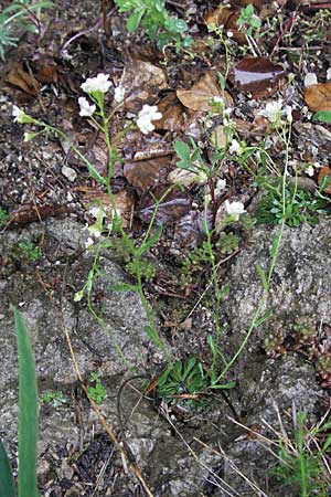 Arabis serpyllifolia \ Quendel-G�nsekresse / Thyme-Leaved Rock-Cress, F Col de Men&egrave;e 17.5.2007
