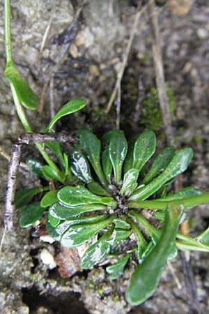 Arabis serpyllifolia \ Quendel-G�nsekresse / Thyme-Leaved Rock-Cress, F Col de Men&egrave;e 17.5.2007