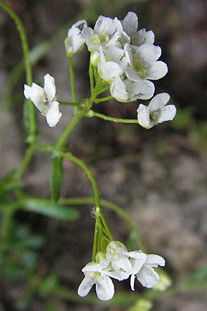 Arabis serpyllifolia \ Quendel-G�nsekresse / Thyme-Leaved Rock-Cress, F Col de Men&egrave;e 17.5.2007