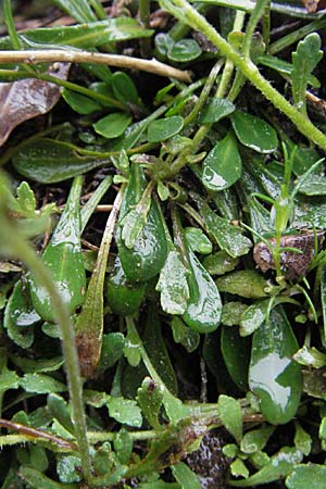 Arabis serpyllifolia \ Quendel-G�nsekresse / Thyme-Leaved Rock-Cress, F Col de Men&egrave;e 17.5.2007