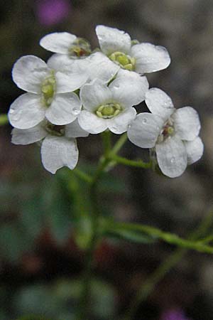 Arabis serpyllifolia \ Quendel-G�nsekresse / Thyme-Leaved Rock-Cress, F Col de Men&egrave;e 17.5.2007