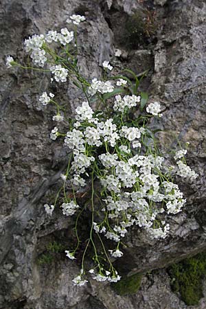 Arabis serpyllifolia \ Quendel-G�nsekresse / Thyme-Leaved Rock-Cress, F Col de Men&egrave;e 17.5.2007