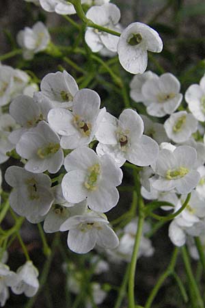Arabis serpyllifolia \ Quendel-G�nsekresse / Thyme-Leaved Rock-Cress, F Col de Men&egrave;e 17.5.2007