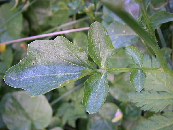 Cardamine raphanifolia \ Gro&szlig;bl&auml;ttriges Schaumkraut / Purple Bitter-Cress, Radish-Leaved Bitter-Cress, F Pyren&auml;en/Pyrenees, Eyne 25.6.2008