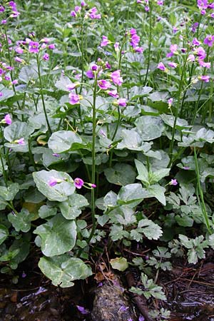 Cardamine raphanifolia \ Gro&szlig;bl&auml;ttriges Schaumkraut / Purple Bitter-Cress, Radish-Leaved Bitter-Cress, F Pyren&auml;en/Pyrenees, Eyne 25.6.2008