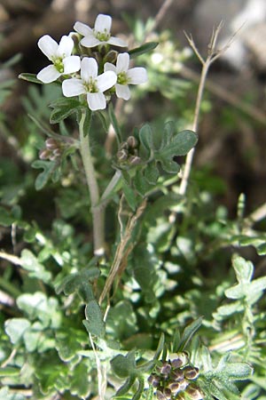 Murbeckiella pinnatifida \ Fieder-Rauke / Pinnatifid Rock-Cress, F Pyrenäen/Pyrenees, Eyne 25.6.2008