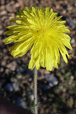 Crepis foetida \ Stink-Pippau / Stinking Hawk's-Beard, F Frontignan 28.6.2008