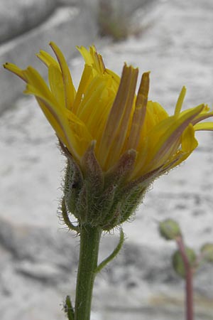 Picris hieracioides \ Gemeines Bitterkraut / Hawkweed Ox-Tongue, F S. Gilles 26.5.2009