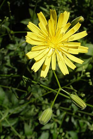 Lapsana communis subsp. communis \ Gemeiner Rainkohl / Nipplewort, F Millau 29.5.2009