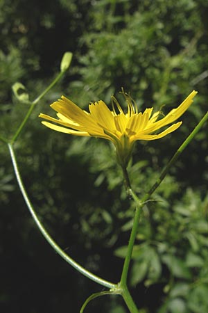 Lapsana communis subsp. communis \ Gemeiner Rainkohl / Nipplewort, F Millau 29.5.2009