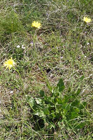 Crepis albida \ Wei�licher Pippau, F Lapanouse-de-Cernon 31.5.2009