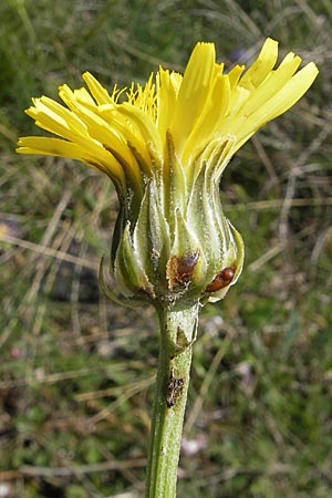 Crepis albida \ Wei�licher Pippau, F Lapanouse-de-Cernon 31.5.2009