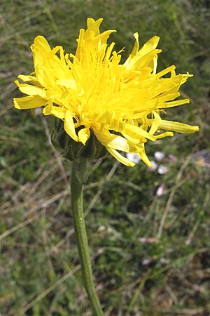 Crepis albida \ Wei�licher Pippau, F Lapanouse-de-Cernon 31.5.2009