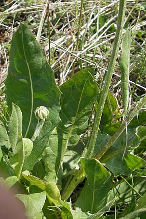 Crepis albida \ Wei�licher Pippau, F Lapanouse-de-Cernon 31.5.2009