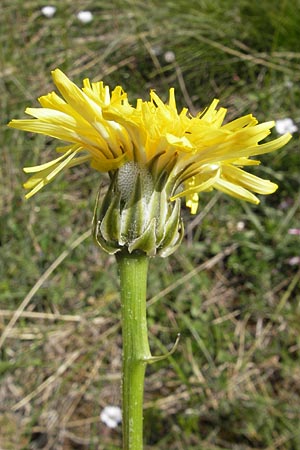 Crepis albida \ Wei�licher Pippau, F Lapanouse-de-Cernon 31.5.2009