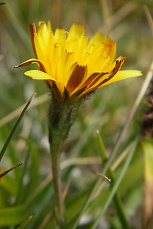 Leontodon duboisii \ Dubois' Lwenzahn, F Pyrenäen, Gourette 25.8.2011