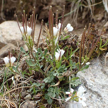 Cardamine resedifolia \ Resedenblttriges Schaumkraut / Mignonette-Leaved Bitter-Cress, F Col de la Bonette 8.7.2016