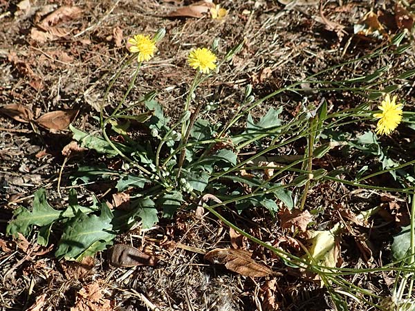 Crepis bursifolia \ T&auml;schelkrautbl&auml;ttriger Pippau, Italienischer Pippau / Italian Hawk's-Beard, F Pyren&auml;en/Pyrenees, Prades 23.7.2018