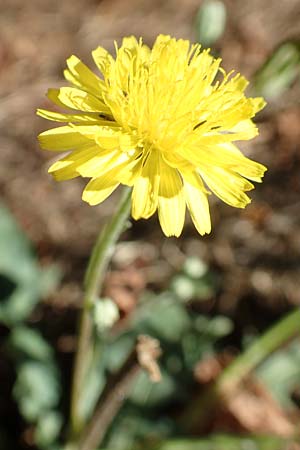Crepis bursifolia \ T&auml;schelkrautbl&auml;ttriger Pippau, Italienischer Pippau / Italian Hawk's-Beard, F Pyren&auml;en/Pyrenees, Prades 23.7.2018