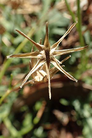 Crepis bursifolia \ T&auml;schelkrautbl&auml;ttriger Pippau, Italienischer Pippau / Italian Hawk's-Beard, F Pyren&auml;en/Pyrenees, Prades 23.7.2018