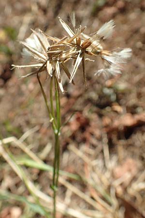 Crepis bursifolia \ T&auml;schelkrautbl&auml;ttriger Pippau, Italienischer Pippau / Italian Hawk's-Beard, F Pyren&auml;en/Pyrenees, Prades 23.7.2018
