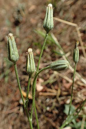Crepis bursifolia \ T&auml;schelkrautbl&auml;ttriger Pippau, Italienischer Pippau / Italian Hawk's-Beard, F Pyren&auml;en/Pyrenees, Prades 23.7.2018
