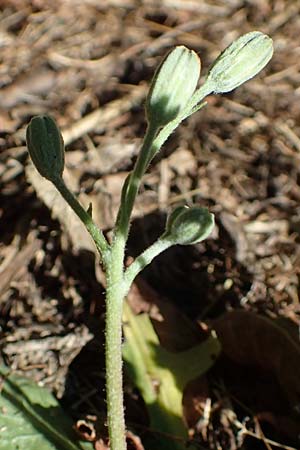 Crepis bursifolia \ T&auml;schelkrautbl&auml;ttriger Pippau, Italienischer Pippau / Italian Hawk's-Beard, F Pyren&auml;en/Pyrenees, Prades 23.7.2018