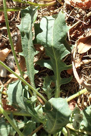 Crepis bursifolia \ T&auml;schelkrautbl&auml;ttriger Pippau, Italienischer Pippau / Italian Hawk's-Beard, F Pyren&auml;en/Pyrenees, Prades 23.7.2018