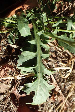 Crepis bursifolia \ T&auml;schelkrautbl&auml;ttriger Pippau, Italienischer Pippau / Italian Hawk's-Beard, F Pyren&auml;en/Pyrenees, Prades 23.7.2018
