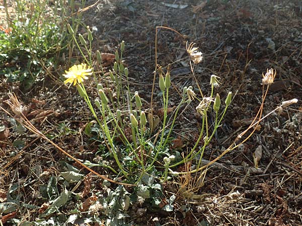 Crepis bursifolia \ T&auml;schelkrautbl&auml;ttriger Pippau, Italienischer Pippau / Italian Hawk's-Beard, F Pyren&auml;en/Pyrenees, Prades 23.7.2018