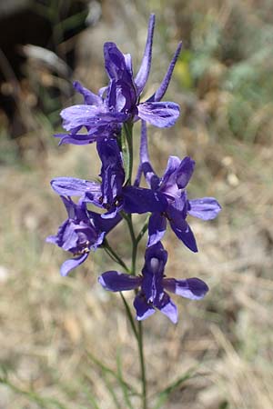 Delphinium consolida subsp. consolida \ Feld-Rittersporn / Forking Larkspur, F Pyrenäen/Pyrenees, Sougia 23.7.2018