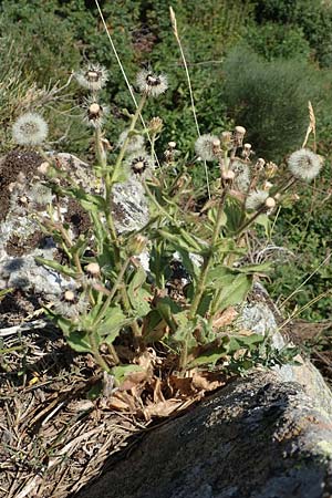 Hieracium lantoscanum \ Lantosque-Habichtskraut / Lantosque Hawkweed, F Pyren&auml;en/Pyrenees, Canigou 24.7.2018