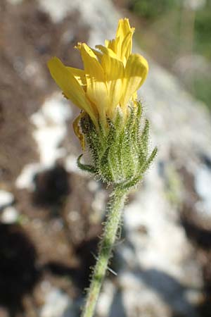 Hieracium lantoscanum \ Lantosque-Habichtskraut / Lantosque Hawkweed, F Pyren&auml;en/Pyrenees, Canigou 24.7.2018