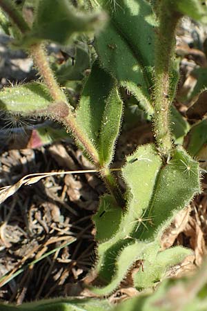 Hieracium lantoscanum \ Lantosque-Habichtskraut / Lantosque Hawkweed, F Pyren&auml;en/Pyrenees, Canigou 24.7.2018